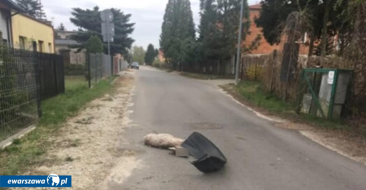 martwa sarna przy ul. Pięknej | fot. e-sochaczew.pl