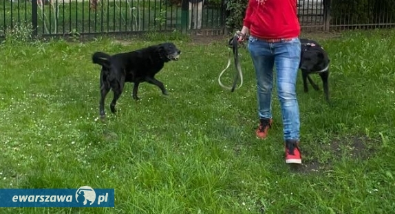 fot. Anonimowy autor/Nasz Wilanów/Facebook.