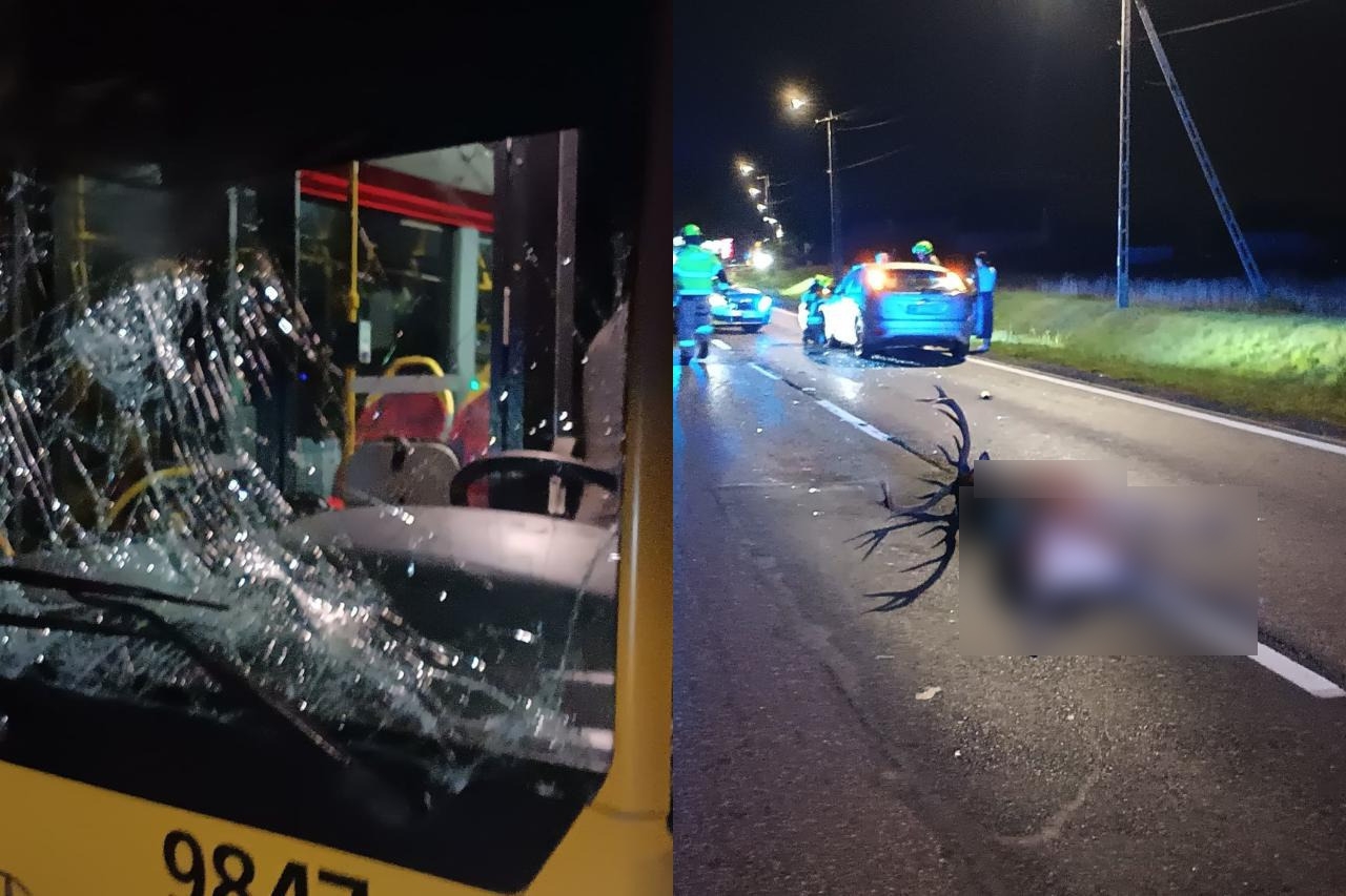 jeleń wpadł pod autobus | fot. OSP w Lesznie/ Facebook