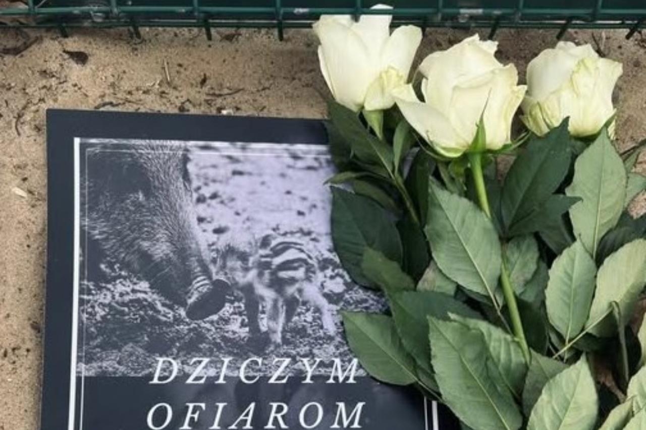 róże w miejscu, w którym zastrzelono dziki | fot. x.com