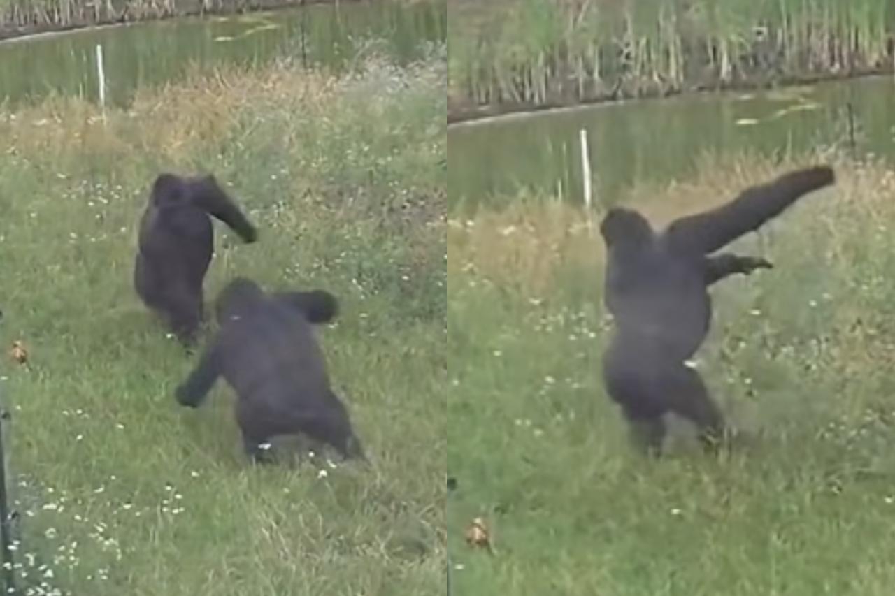 tańcząca gorylica w Warszawskim ZOO | fot. Warszawskie Zoo/facebook