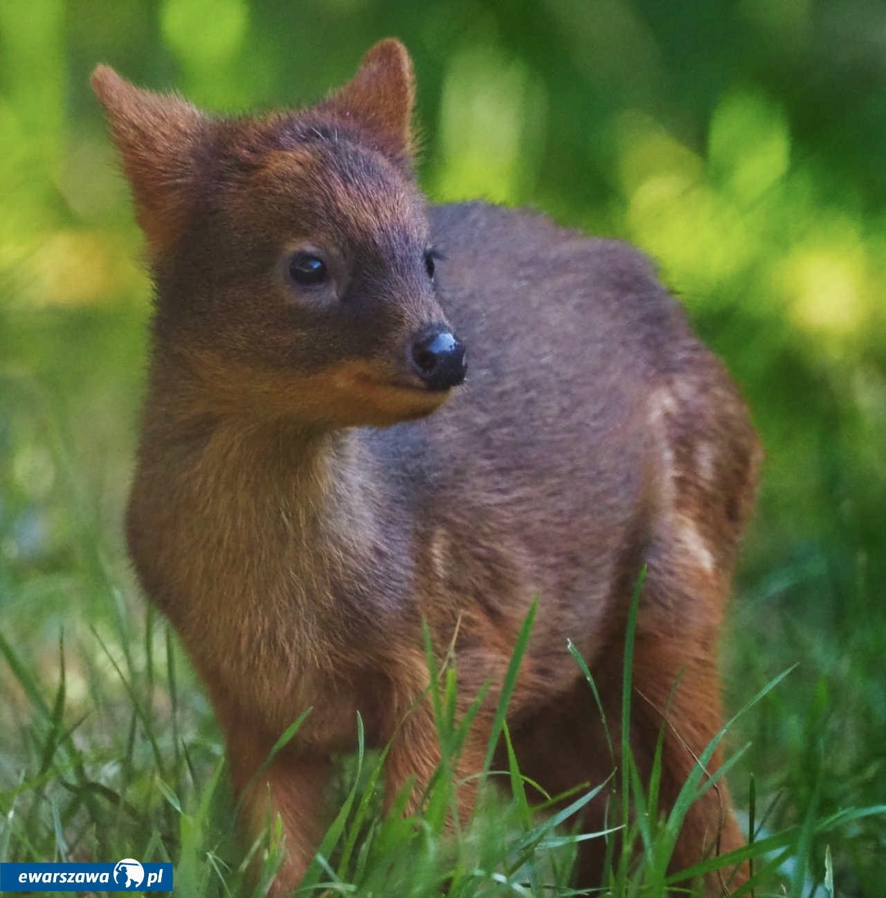 fot. Warszawskie ZOO