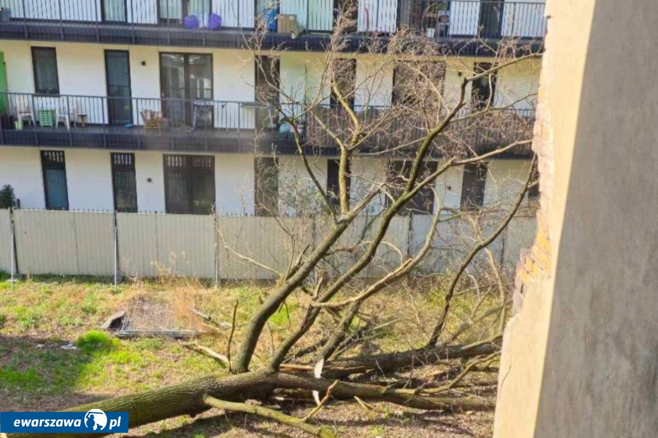 wycinka drzew przy ul. Radzymińskiej 14 | fot. facebook.com/radnymichalskidlapragi