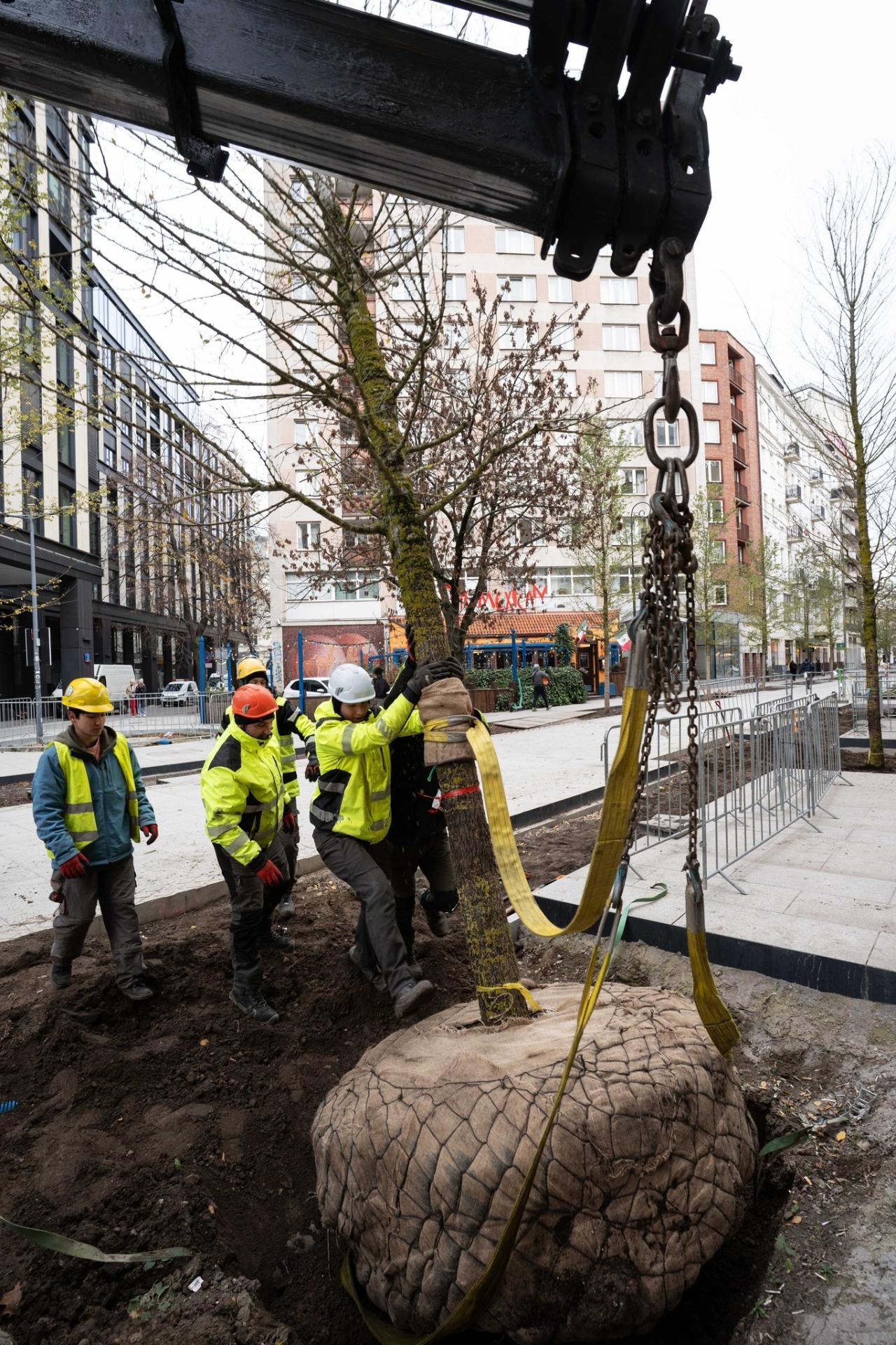 nowe drzewa przy ul. Złotej w Warszawie | fot. facebook.com/warszawa