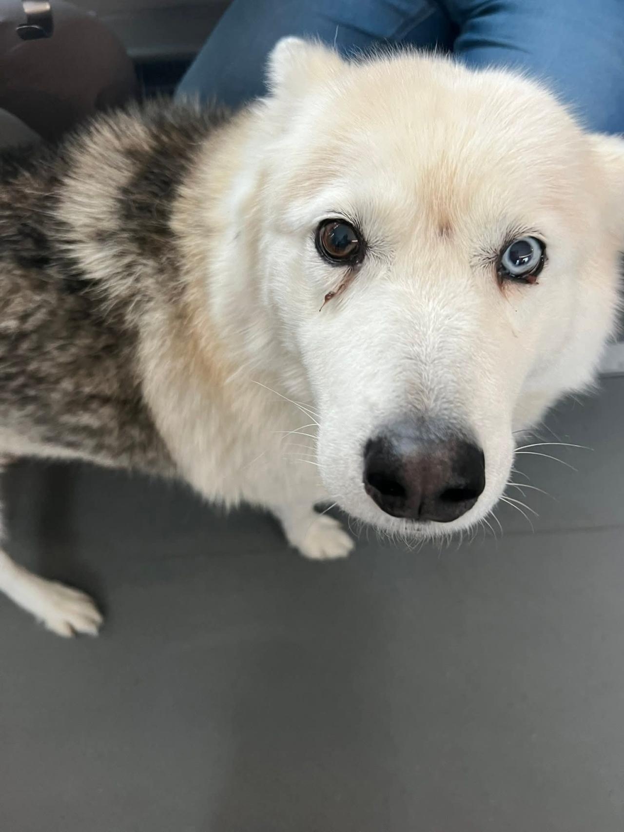 samotny pies w pociągu Kolei Mazowieckich | fot. spotted Mława/facebook