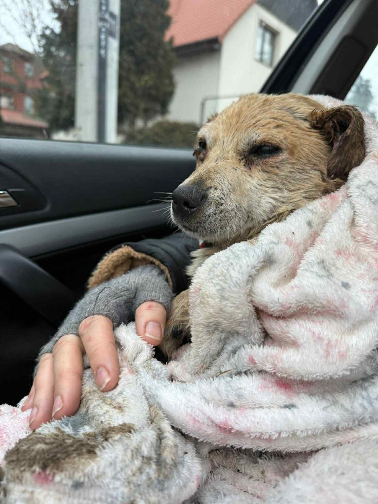 pies topi się w Wiśle | fot. Fundacja dla szczeniąt Judyta/facebook