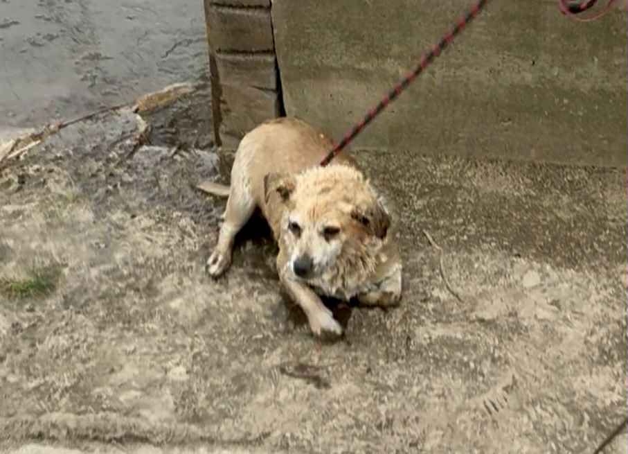 pies topi się w Wiśle | fot. Fundacja dla szczeniąt Judyta/facebook