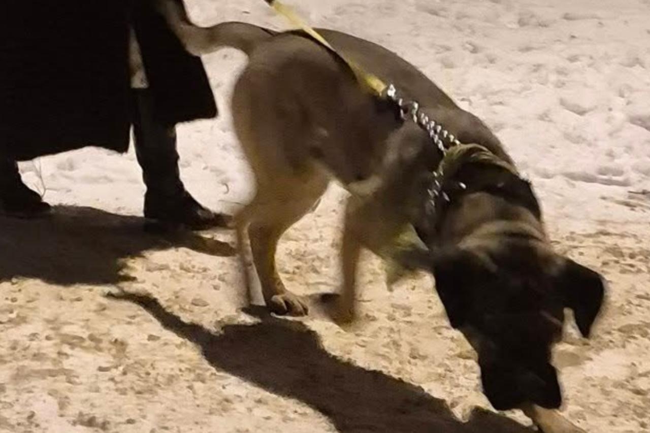 pies agresor | fot. Anna A./facebook