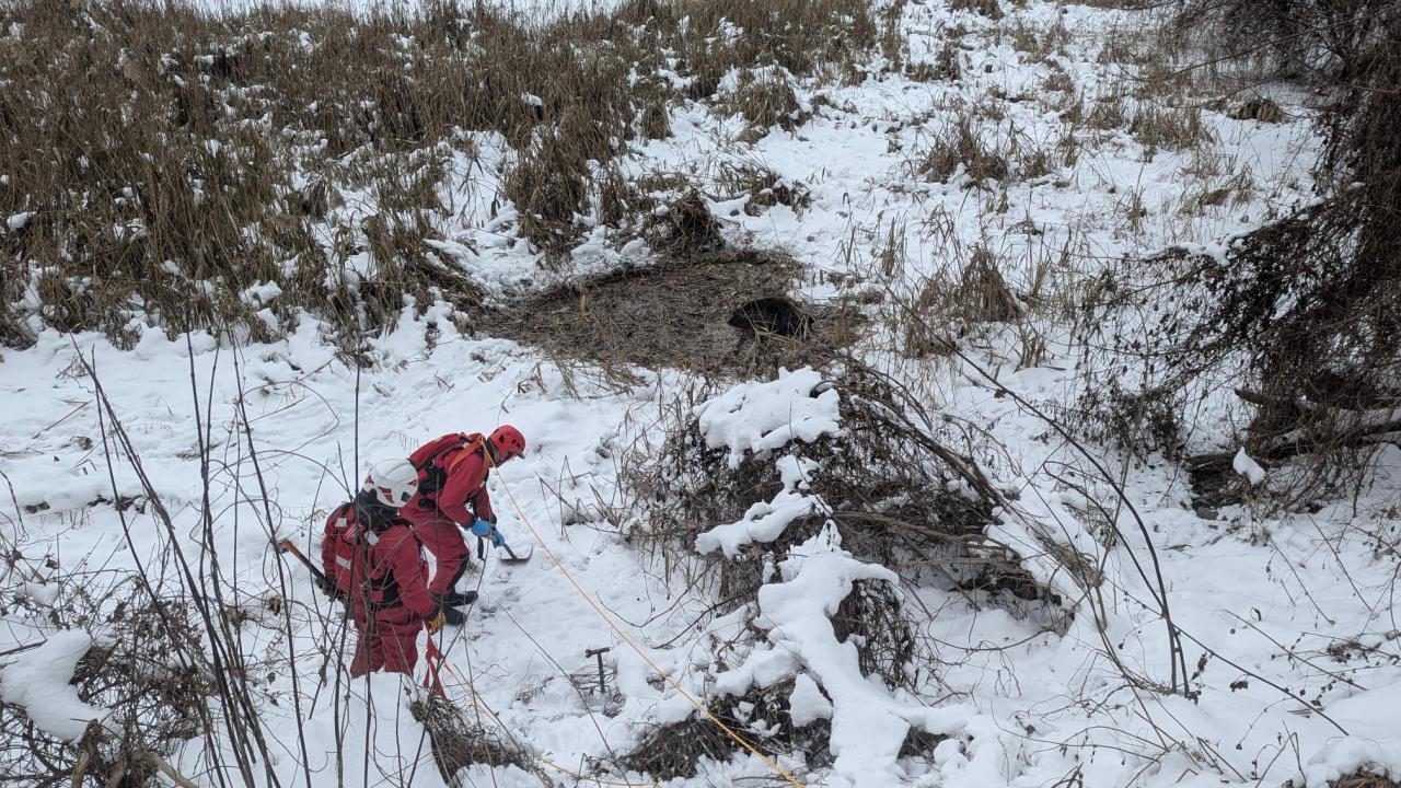 uwięziony dzik | fot. https://www.facebook.com/osp.jeziorna