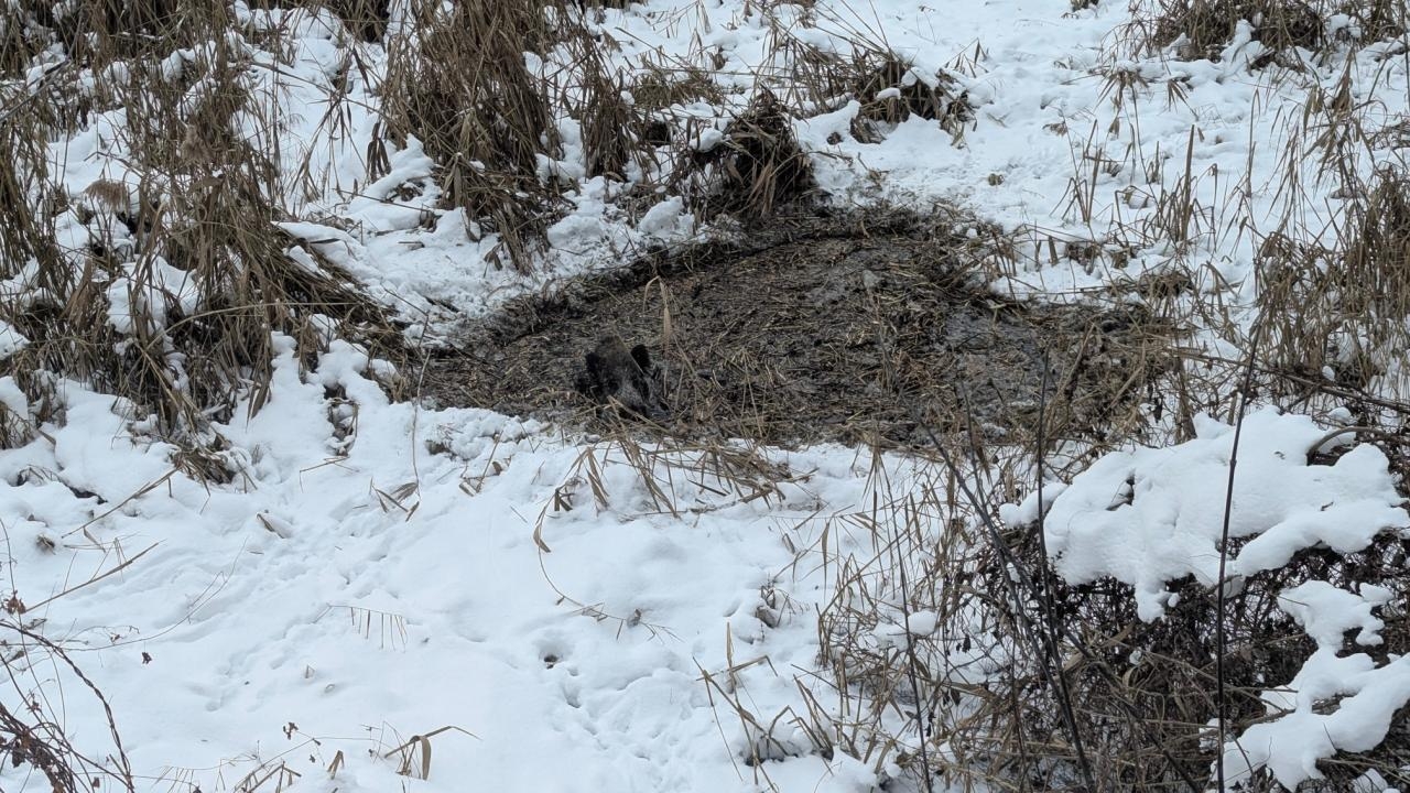 uwięziony dzik | fot. https://www.facebook.com/osp.jeziorna