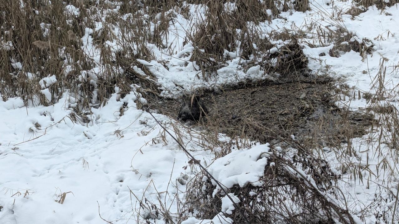 uwięziony dzik | fot. https://www.facebook.com/osp.jeziorna