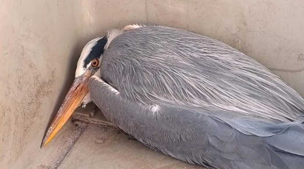 czapla siwa, która utknęła na terenie Portu Czerniakowskiego | fot. Straż Miejska Warszawa