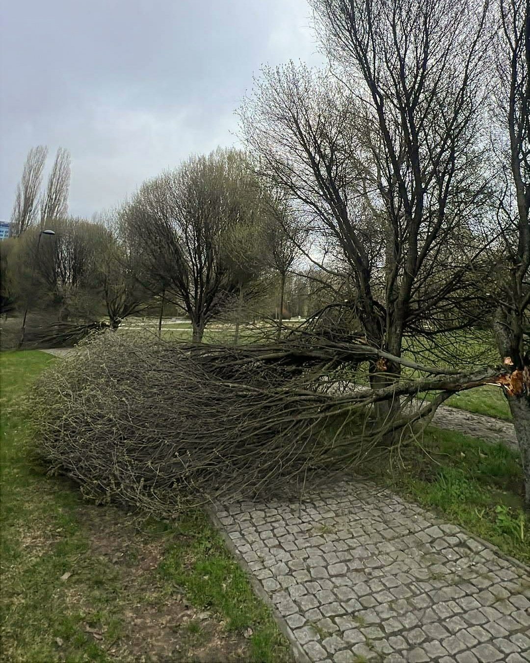 zniszczone drzewo po burzy w Warszawie | fot. Zarząd Zieleni Warszawy