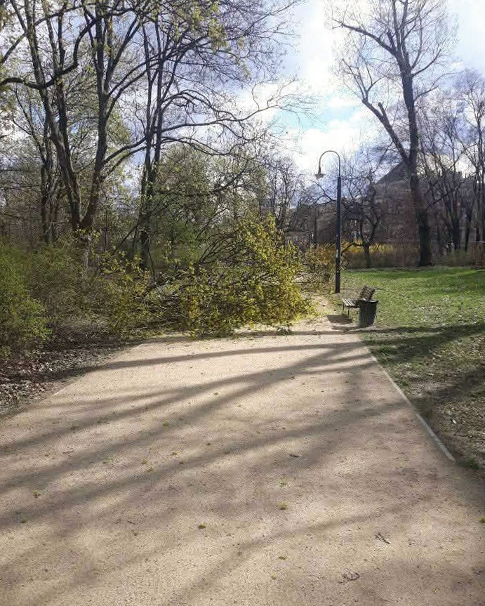 zniszczone drzewo po burzy w Warszawie | fot. Zarząd Zieleni Warszawy