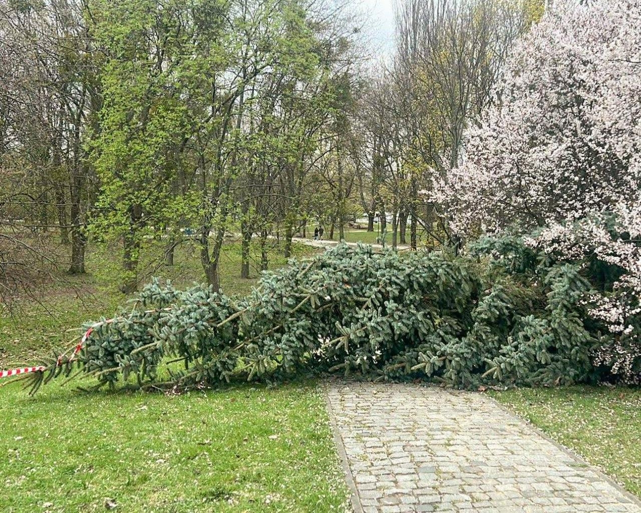 zniszczone drzewo po burzy w Warszawie | fot. Zarząd Zieleni Warszawy