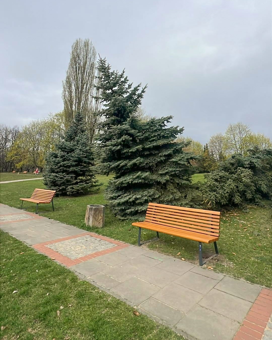 zniszczone drzewo po burzy w Warszawie | fot. Zarząd Zieleni Warszawy