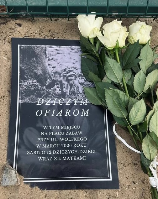 róże w miejscu, w którym zastrzelono dziki | fot. x.com