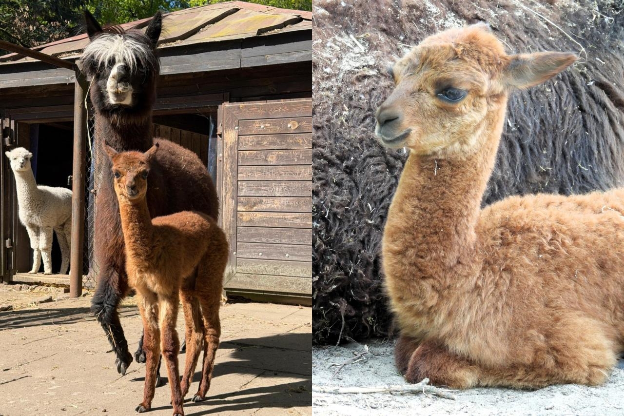 nowa alpaka z warszawskiego ZOO | fot. https://www.facebook.com/WarszawskieZOO