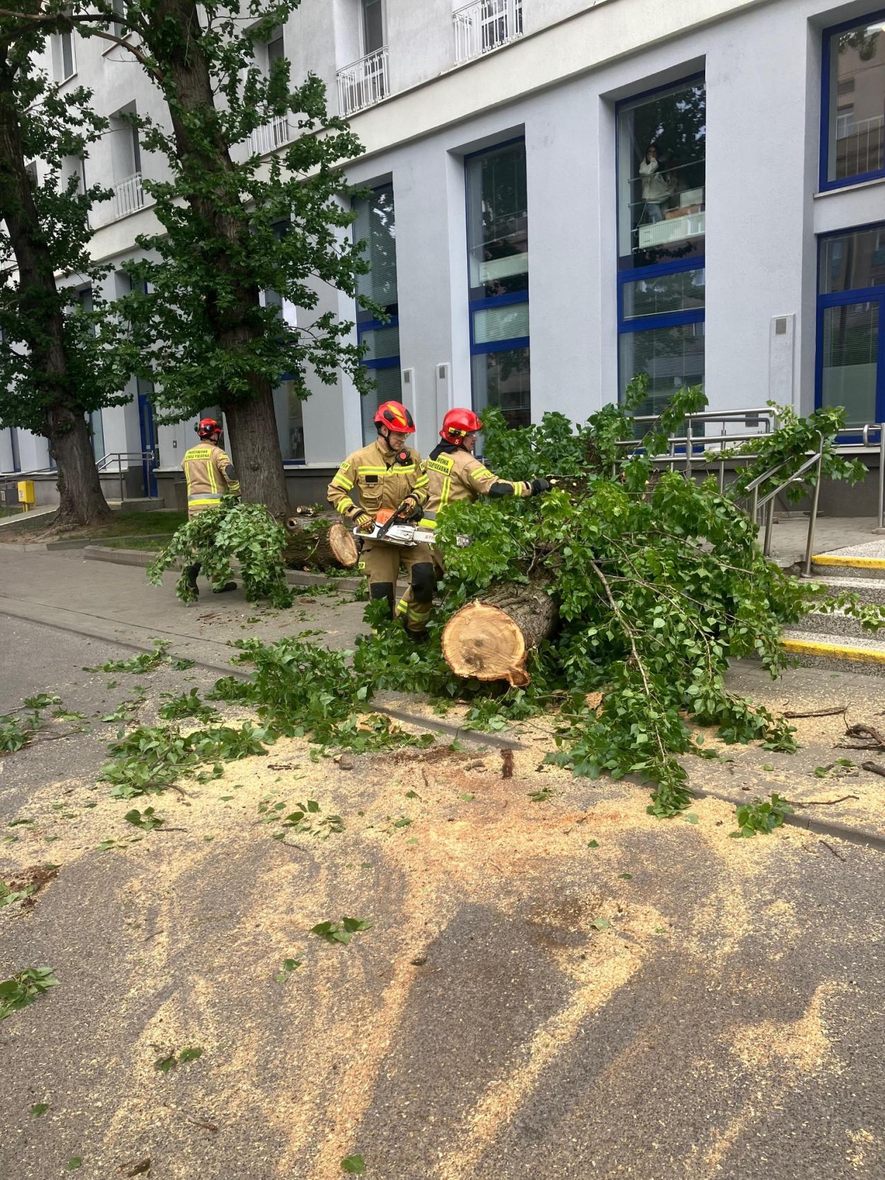 powalone drzewo na Pradze-Północ, które uszkodziło samochody | fot. Komenda Miejska PSP m.st. Warszawy