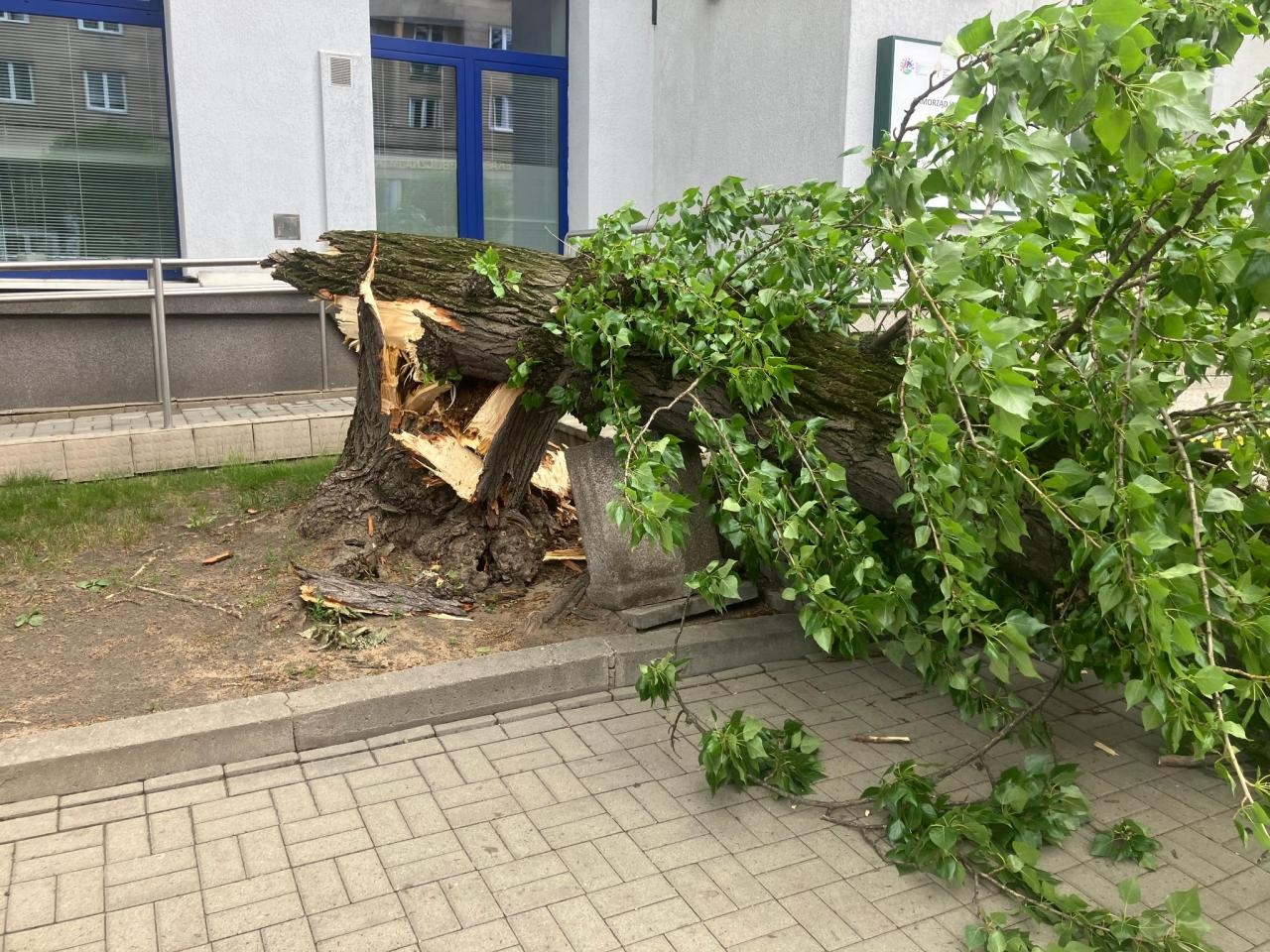 powalone drzewo na Pradze-Północ, które uszkodziło samochody | fot. Komenda Miejska PSP m.st. Warszawy