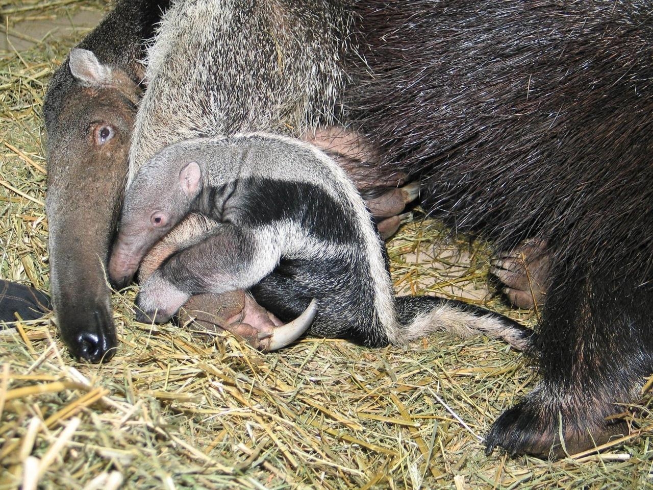 mrówkojad olbrzymi z warszawskiego ZOO | fot. Warszawskie ZOO/facebook