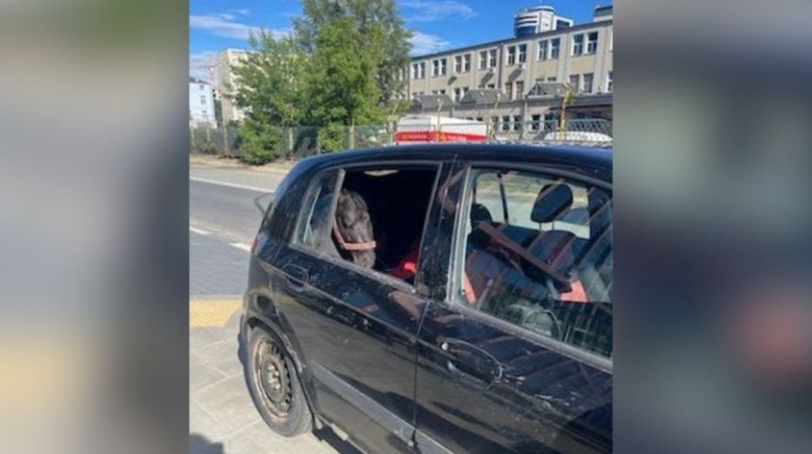 koń w samochodzie na Woli | fot. TARA - Schronisko dla Koni/facebook