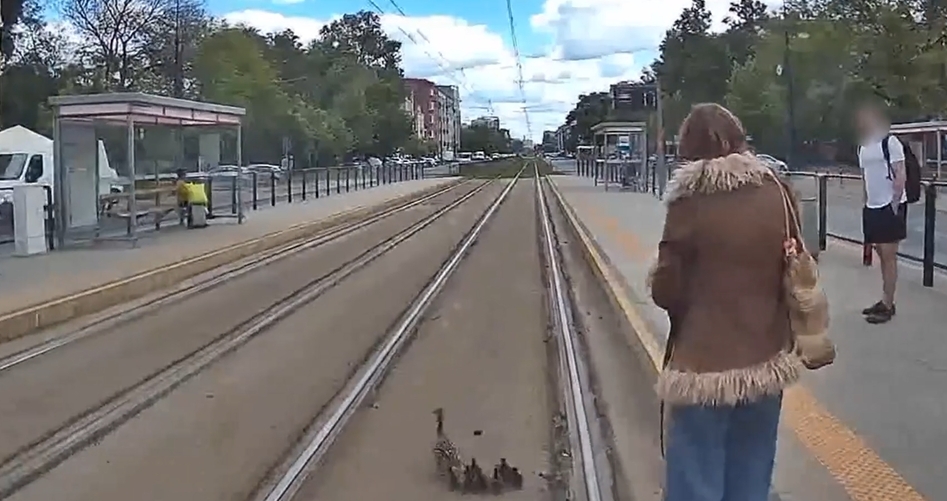 kaczki na torowisku tramwajowym na Kamionku | fot. Tramwaje Warszawskie/facebook