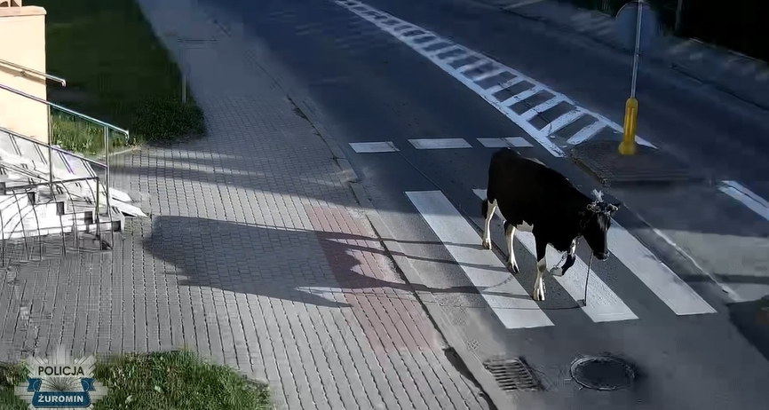 krowa z Żuromina, która wyszła na samotny spacer po ulicach miasta | fot. Policja Żuromin