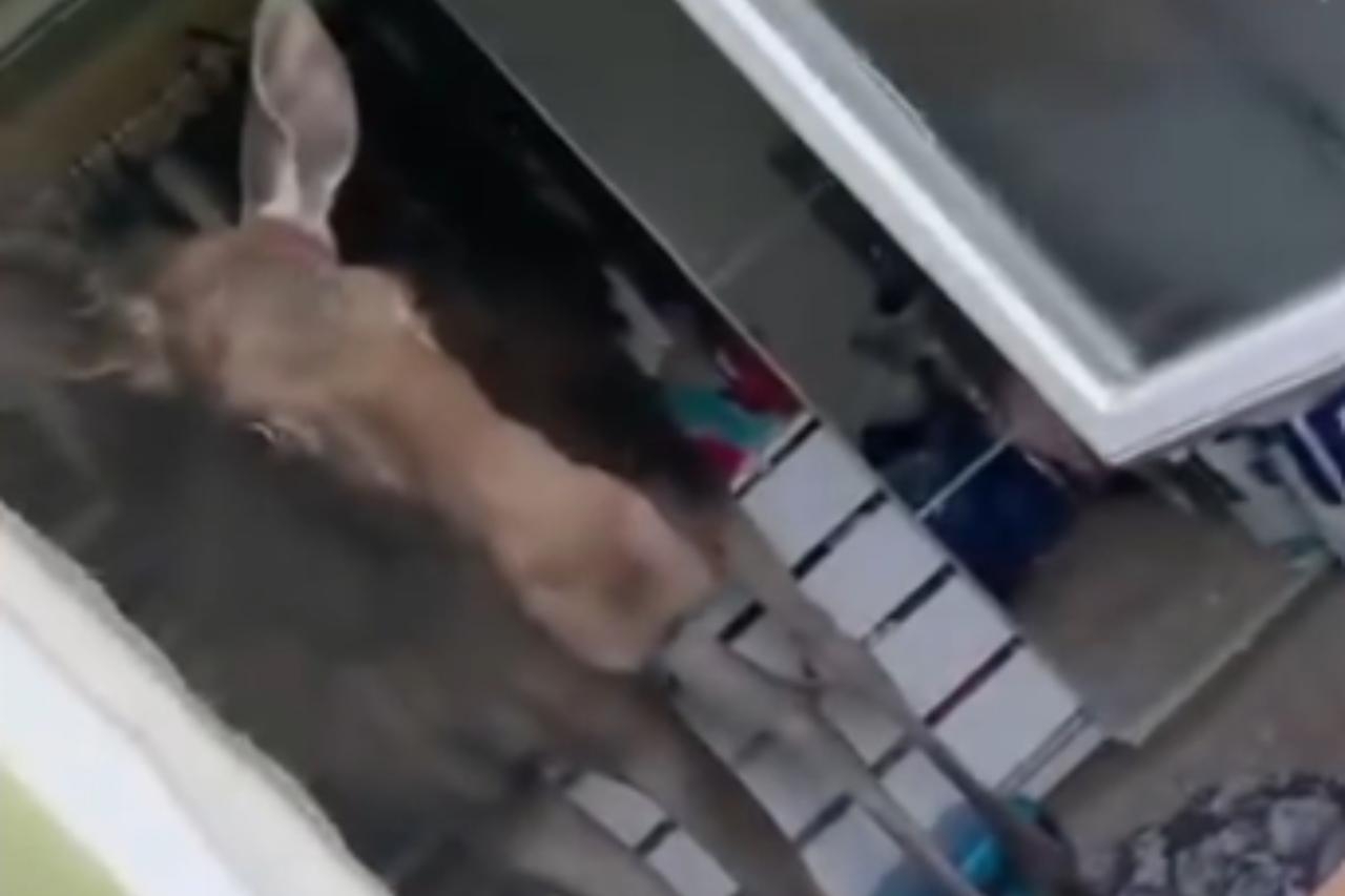 łoś wszedł do domu | fot. Animal Rescue Poland/facebook