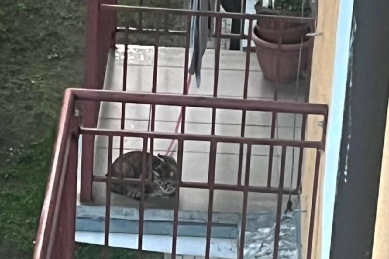 kot z Bródna przypięty na smyczy do barierki balkonu | fot. Targówek, Bródno, Zacisze - Hyde Park