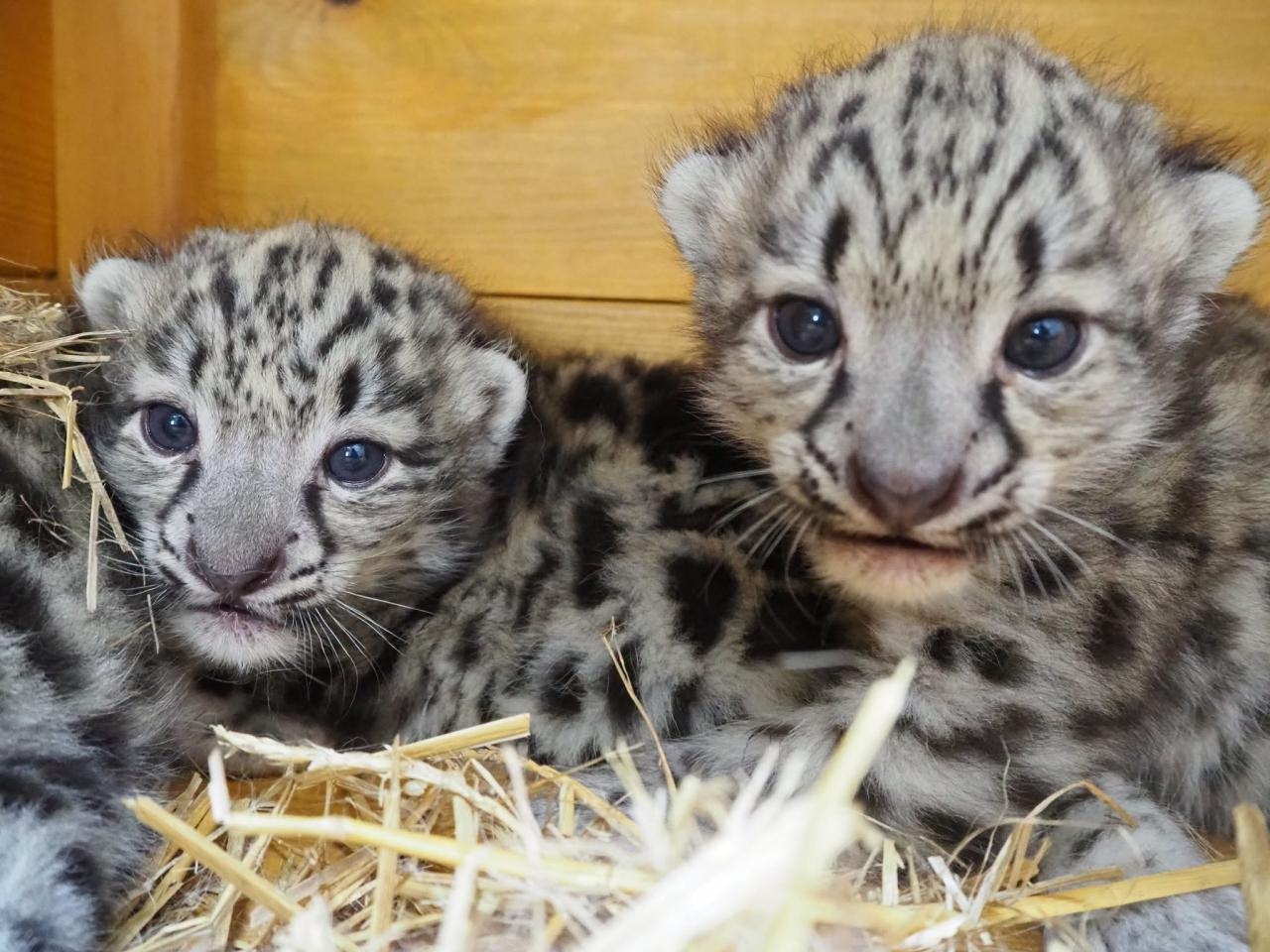 zdj. ilustracyjne | fot. Warszawskie Zoo/facebook