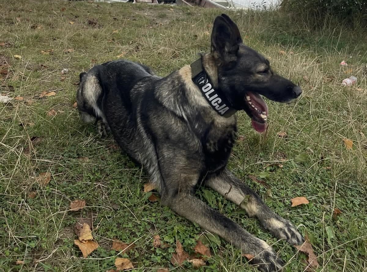 pies, który odnalazł zaginionego seniora | fot. mazowiecka.policja.gov.pl