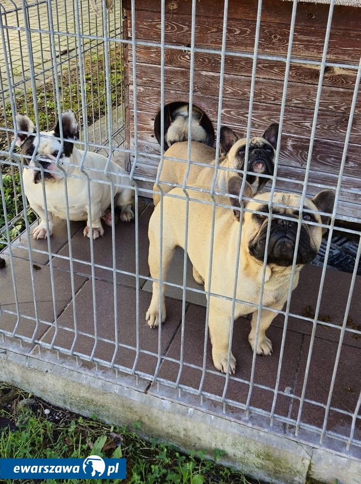 fot. Schronisko na Rzecz Bezdomnych Zwierząt Opolskiego Schroniska "Alf"/Facebook.